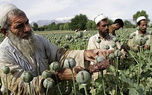 رشد تجارت صنعت مت‌آمفتامین تجارتی سودآور برای طالبان در تحریم است